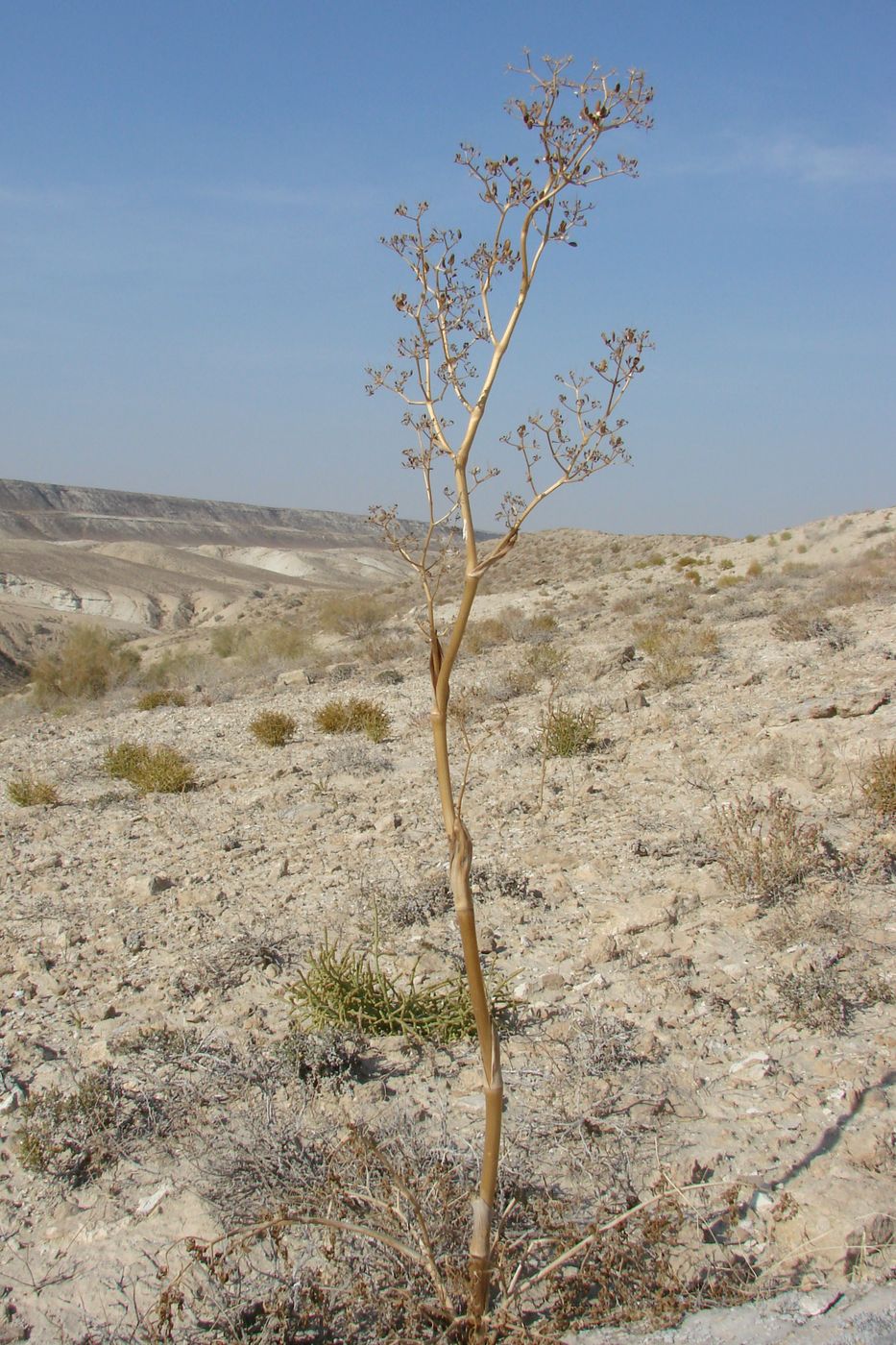 Изображение особи Ferula dubjanskyi.