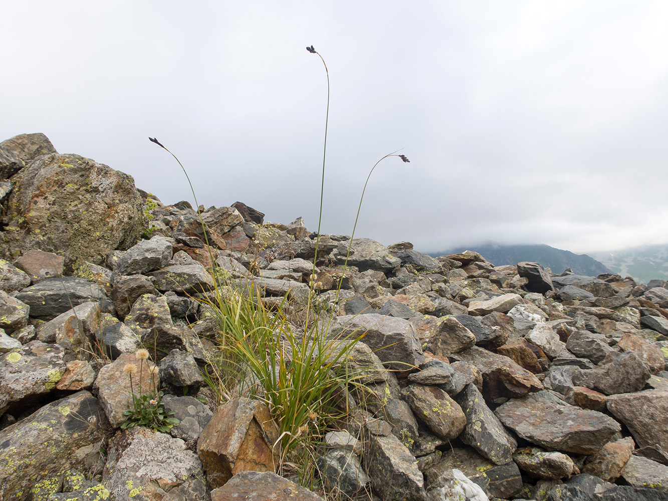 Image of Carex acrifolia specimen.