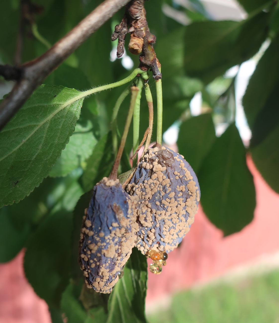 Изображение особи Prunus domestica.