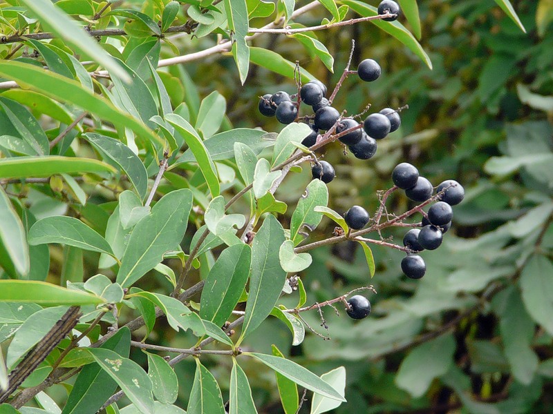 Изображение особи Ligustrum vulgare.