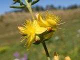 Hypericum linarioides