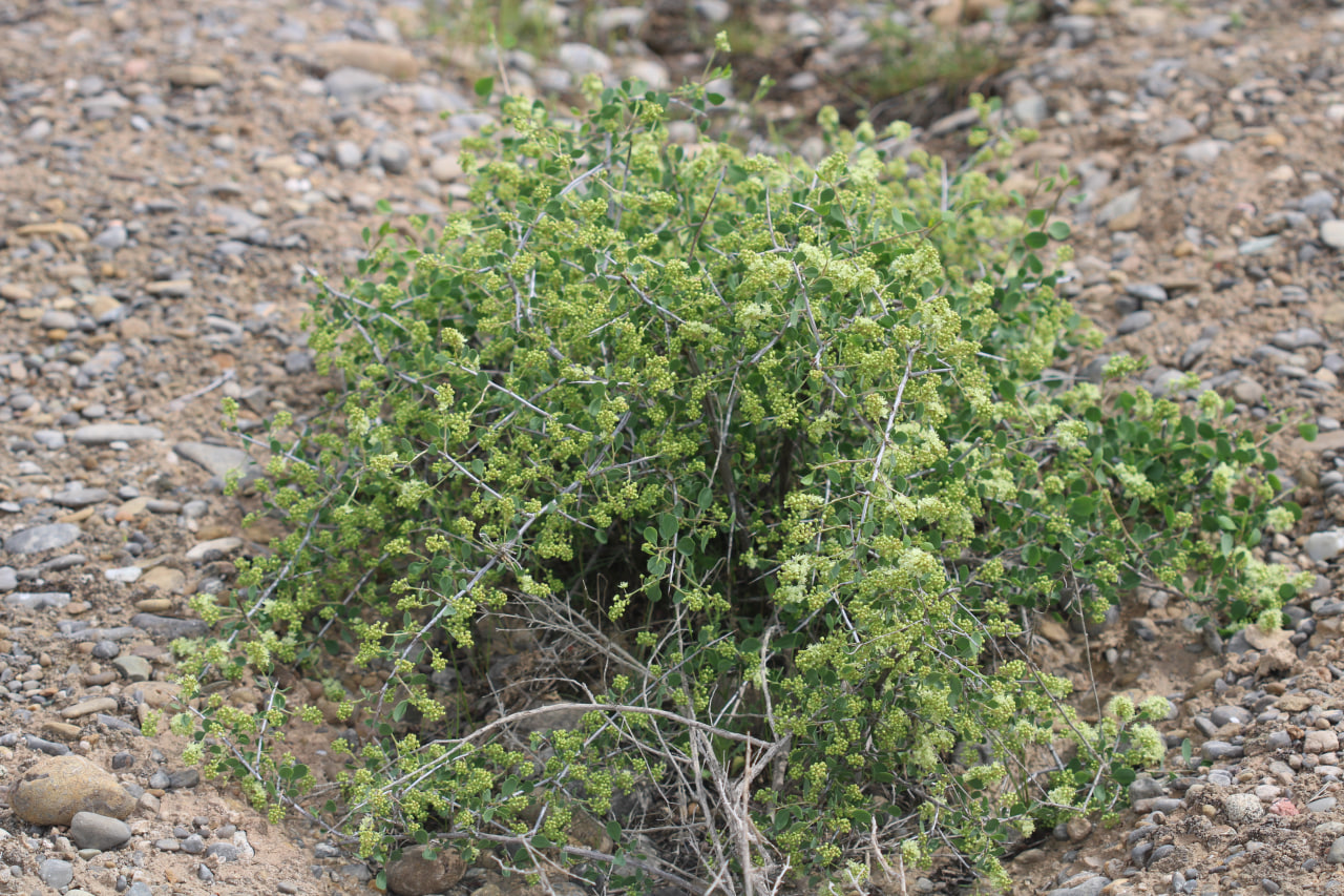 Image of genus Atraphaxis specimen.