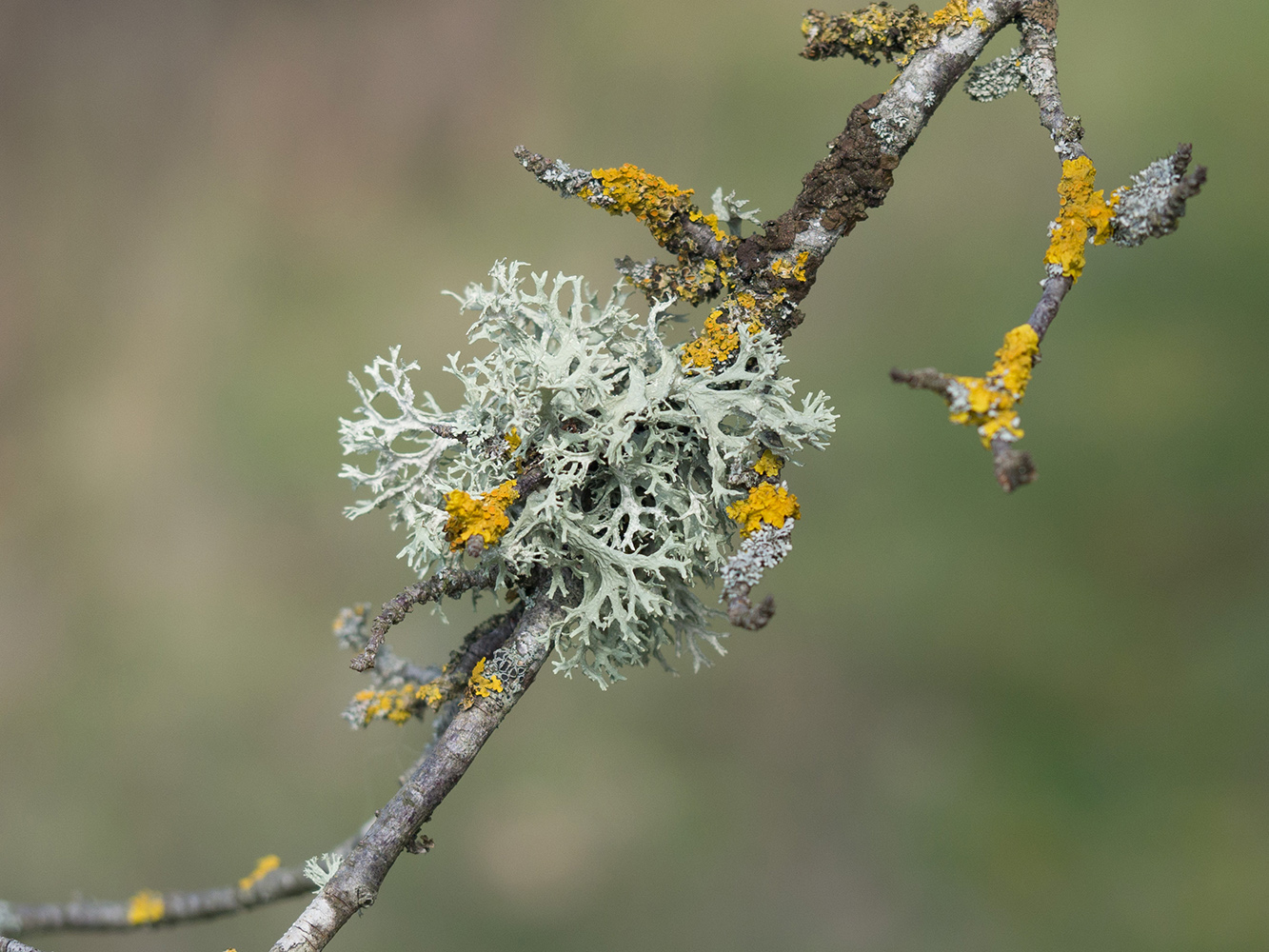 Изображение особи Evernia prunastri.