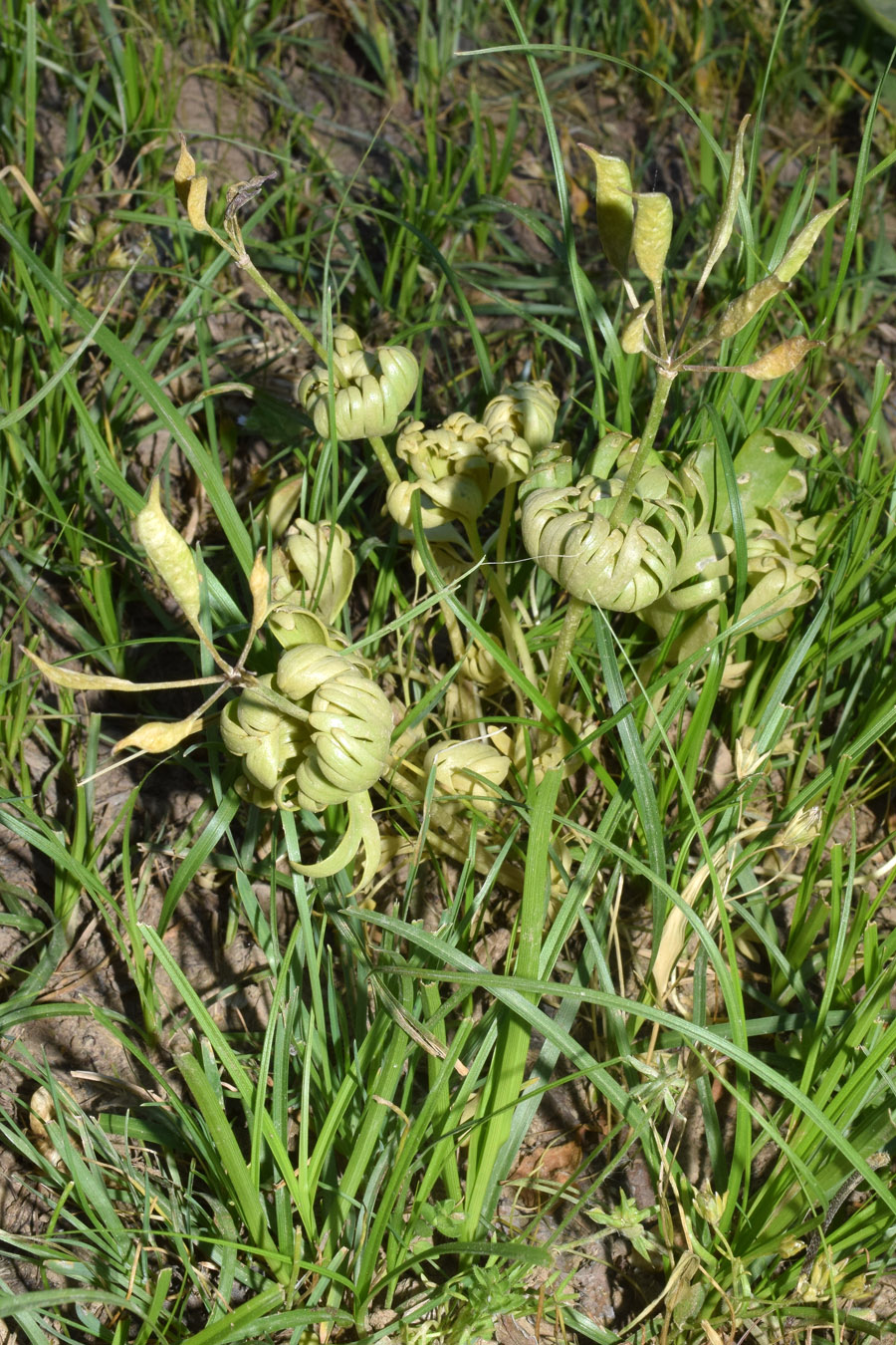 Image of Eranthis longistipitata specimen.