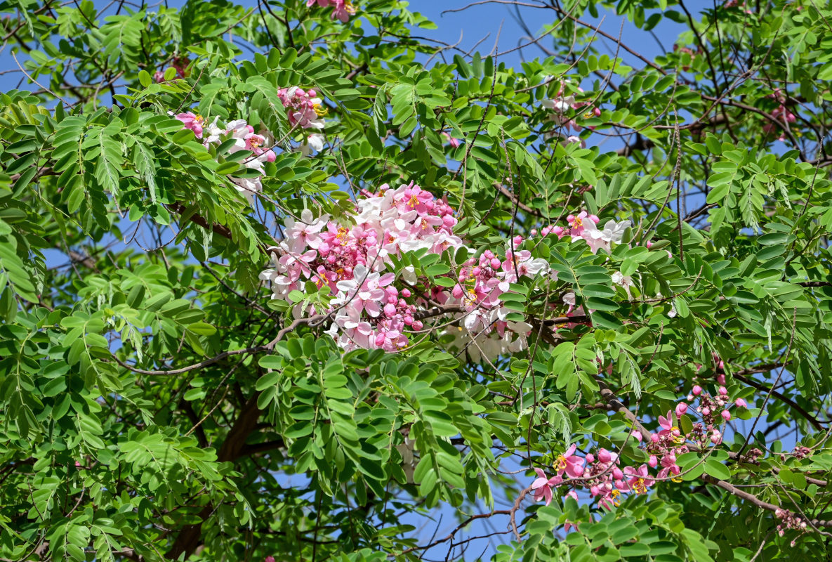 Image of Cassia javanica specimen.