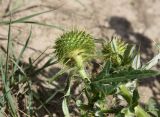 Cirsium ciliatum. Развивающееся соцветие с муравьем. Кабардино-Балкария, Эльбрусский р-н, левый берег р. Баксан, окр. с. Былым, выс. 1100 м н.у.м., сухой остепнённый участок. 25 июля 2022 г.