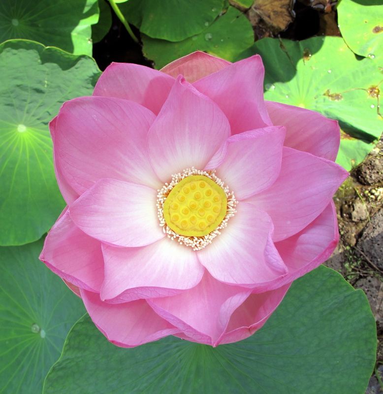 Image of Nelumbo komarovii specimen.