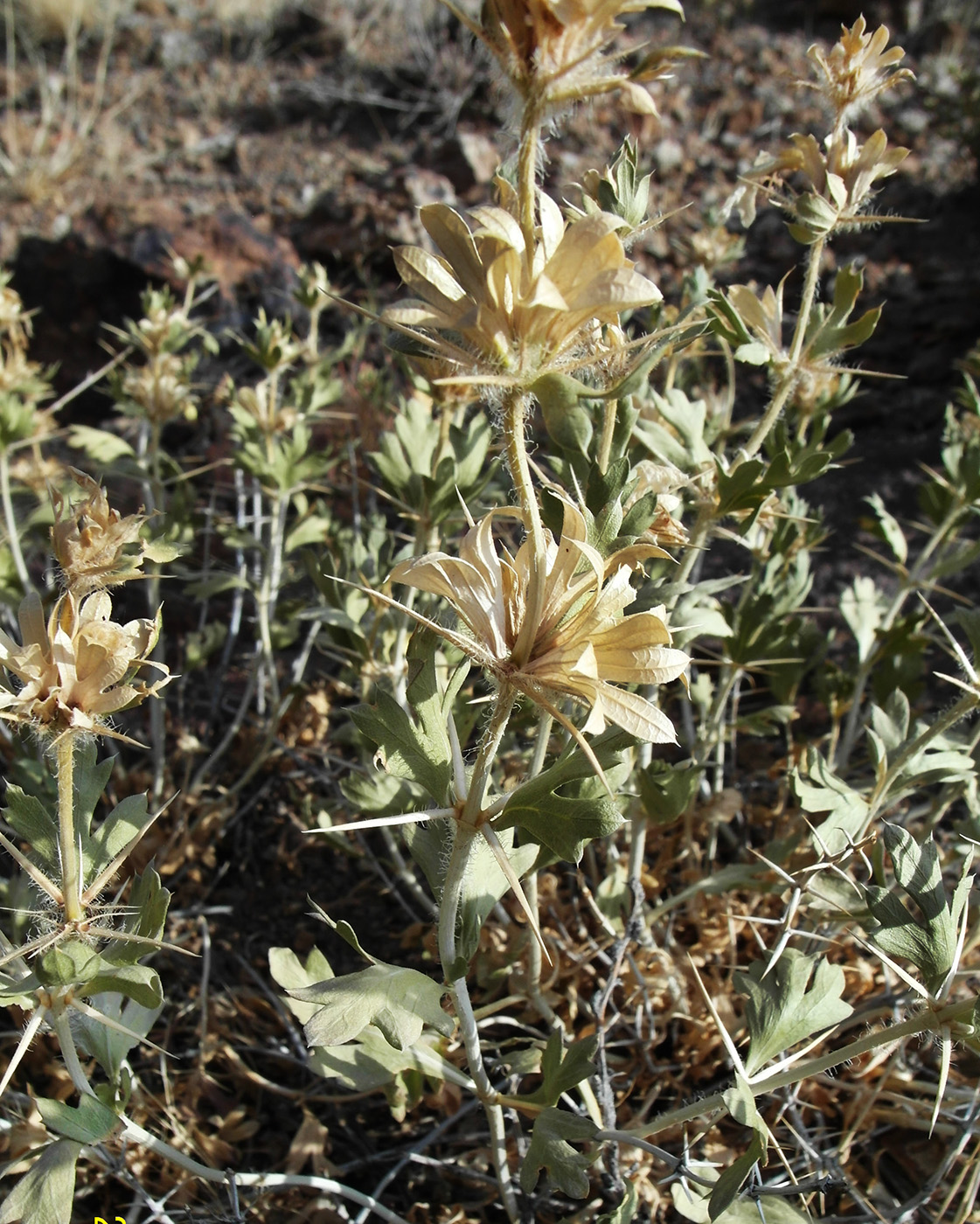 Image of Lagochilus diacanthophyllus specimen.