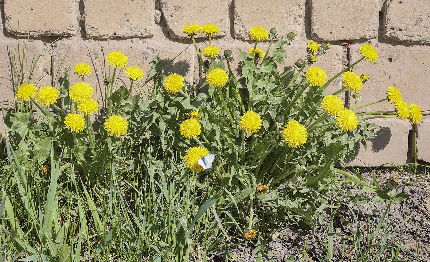 Image of Taraxacum officinale specimen.