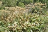 Heracleum lehmannianum. Плодоносящие растения. Узбекистан, Кашкадарьинская обл., Китабский геологический заповедник; Зеравшанский хр., ущелье р. Навобак, берег реки. 22.07.2023.