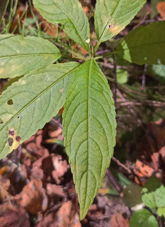 Изображение особи Mercurialis perennis.