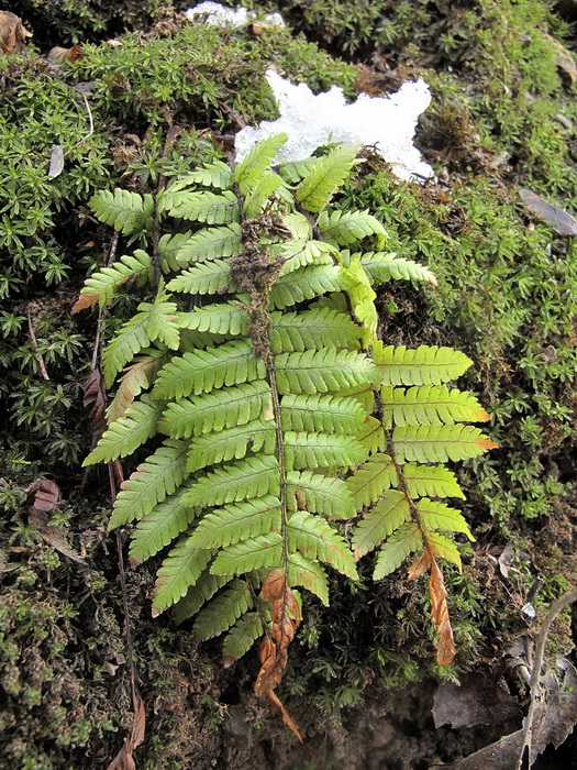 Image of Dryopteris crassirhizoma specimen.