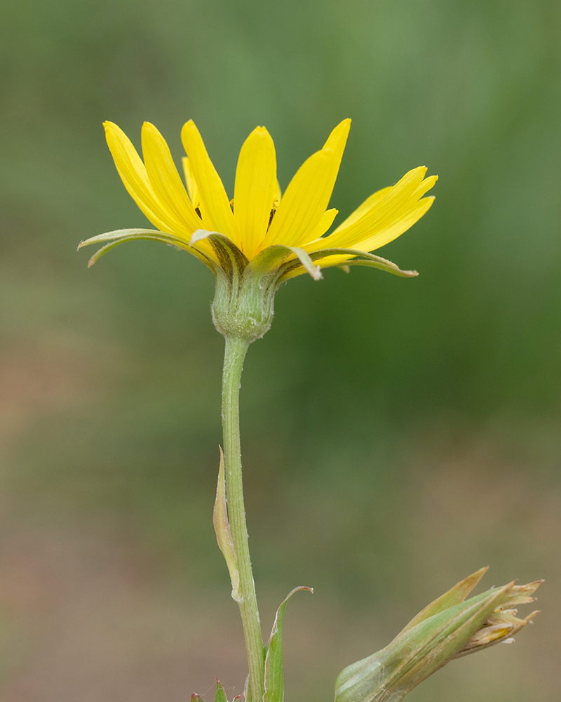 Изображение особи Tragopogon dasyrhynchus.