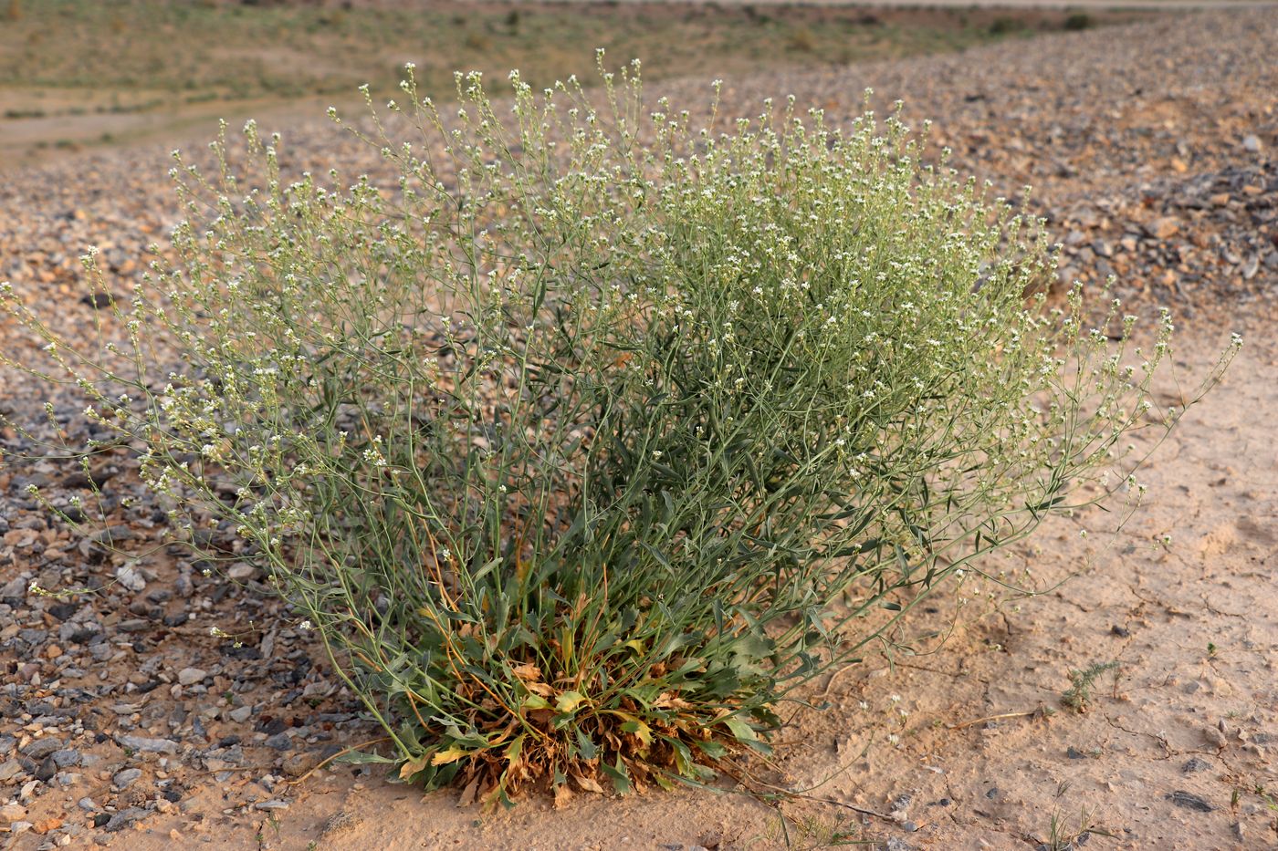 Image of Lepidium subcordatum specimen.