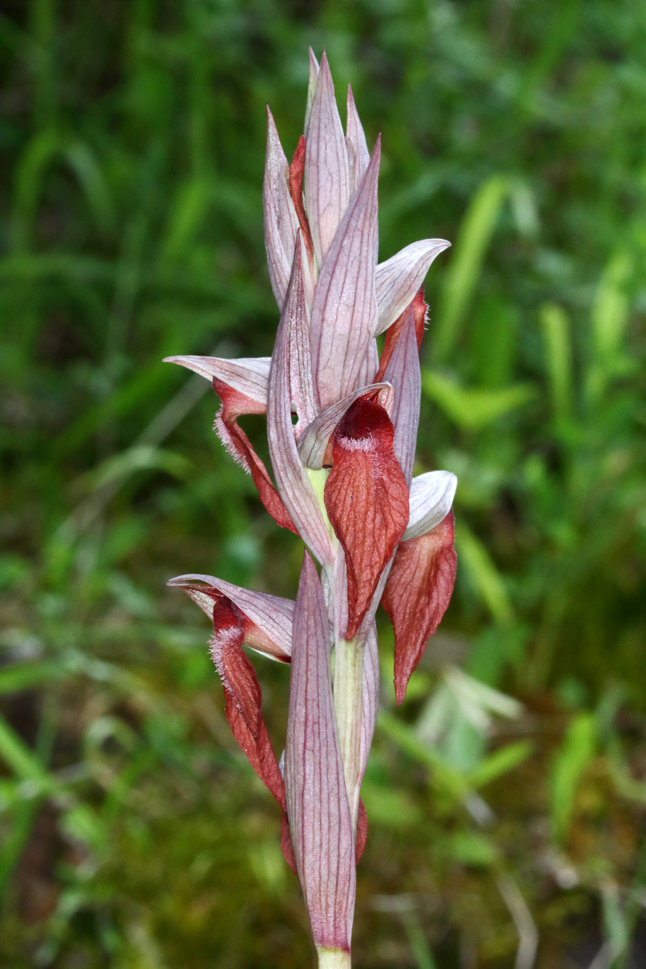 Image of Serapias orientalis ssp. feldwegiana specimen.