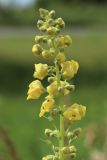 Verbascum nigrum. Верхушка соцветия с цветками и бутонами. Псковская обл., г. Остров, 336-й км автодороги Р-23 «Псков», АЗС «Сургутнефтегаз», цветник. 26.06.2023.