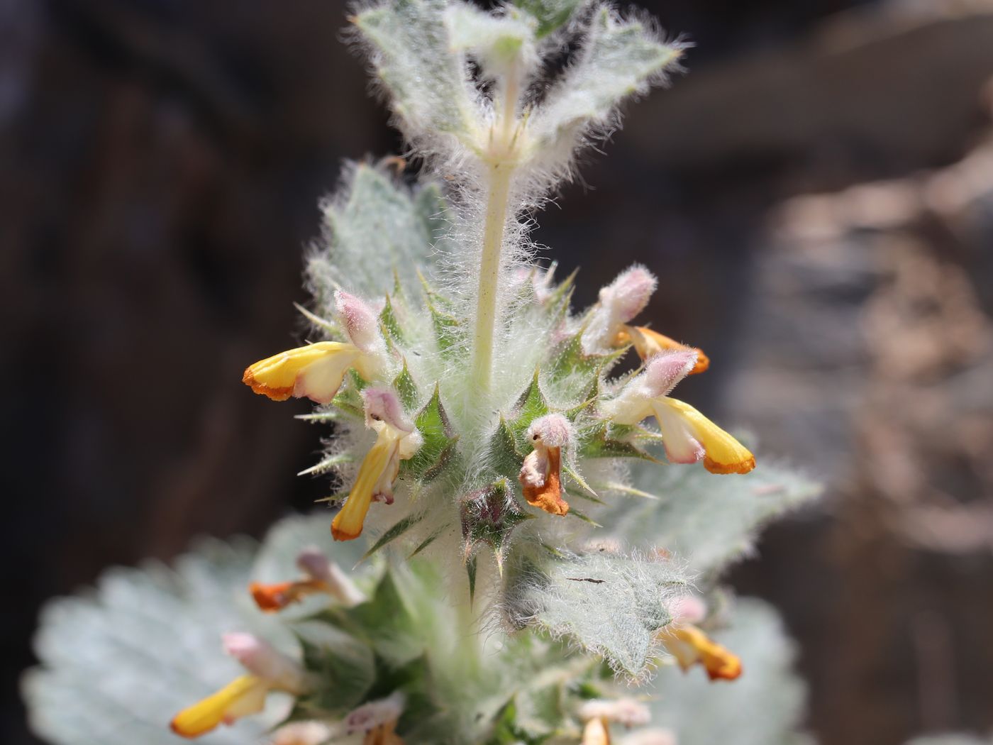 Image of Paraeremostachys anisochila specimen.