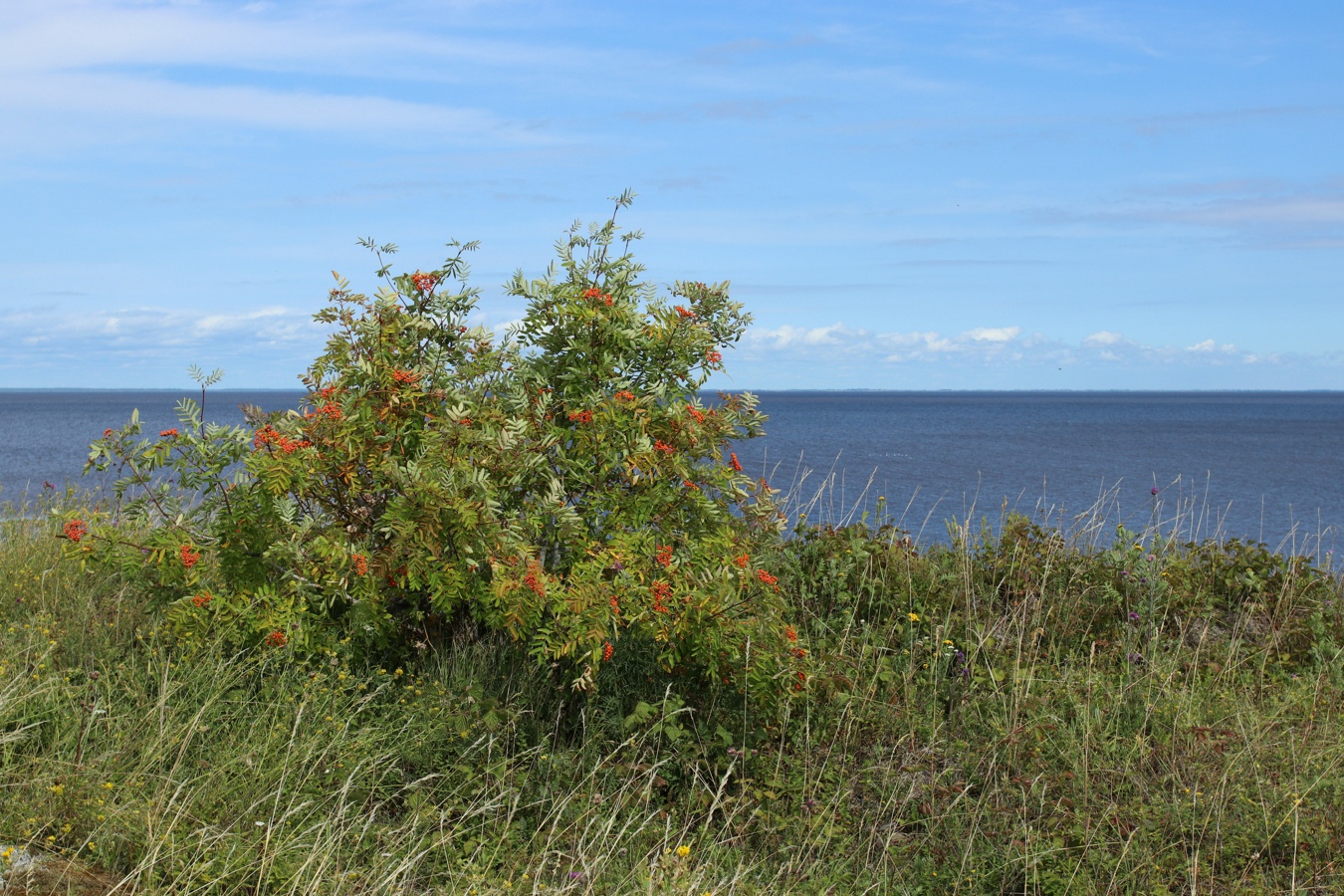 Изображение особи Sorbus aucuparia.