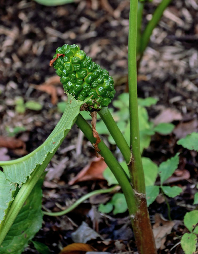 Изображение особи Arisaema komarovii.