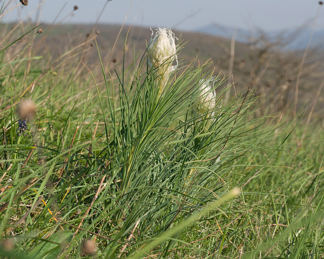 Изображение особи Asphodeline taurica.