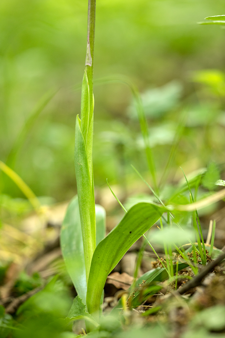 Image of Orchis mascula specimen.