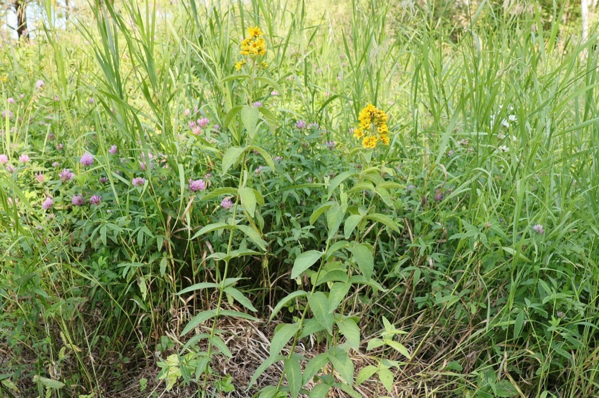 Image of Lysimachia vulgaris specimen.