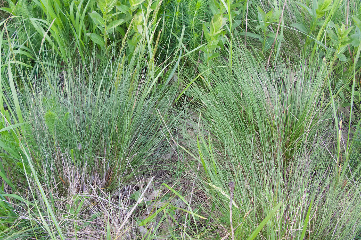 Image of genus Festuca specimen.