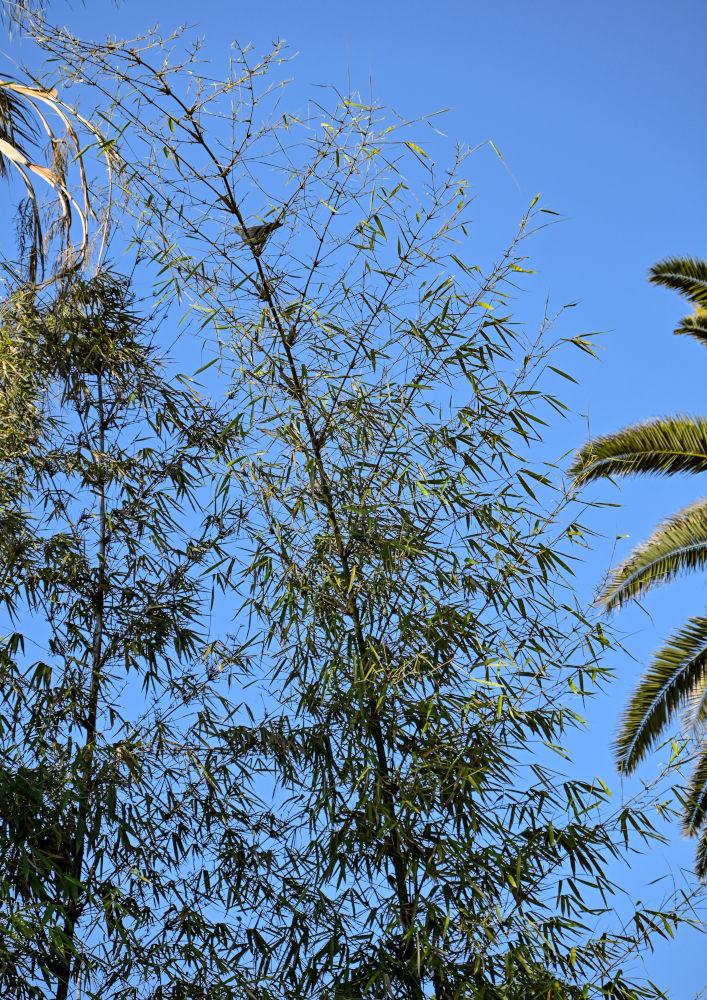 Изображение особи Phyllostachys pubescens.