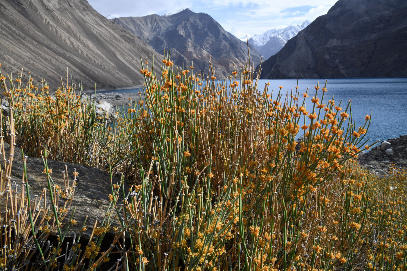 Image of genus Ephedra specimen.