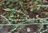 Artemisia campestris. Часть ветви с развивающимися соцветиями. Тульская обл., Куркинский р-н, степное ур. Горки, луг. 30 июля 2024 г.