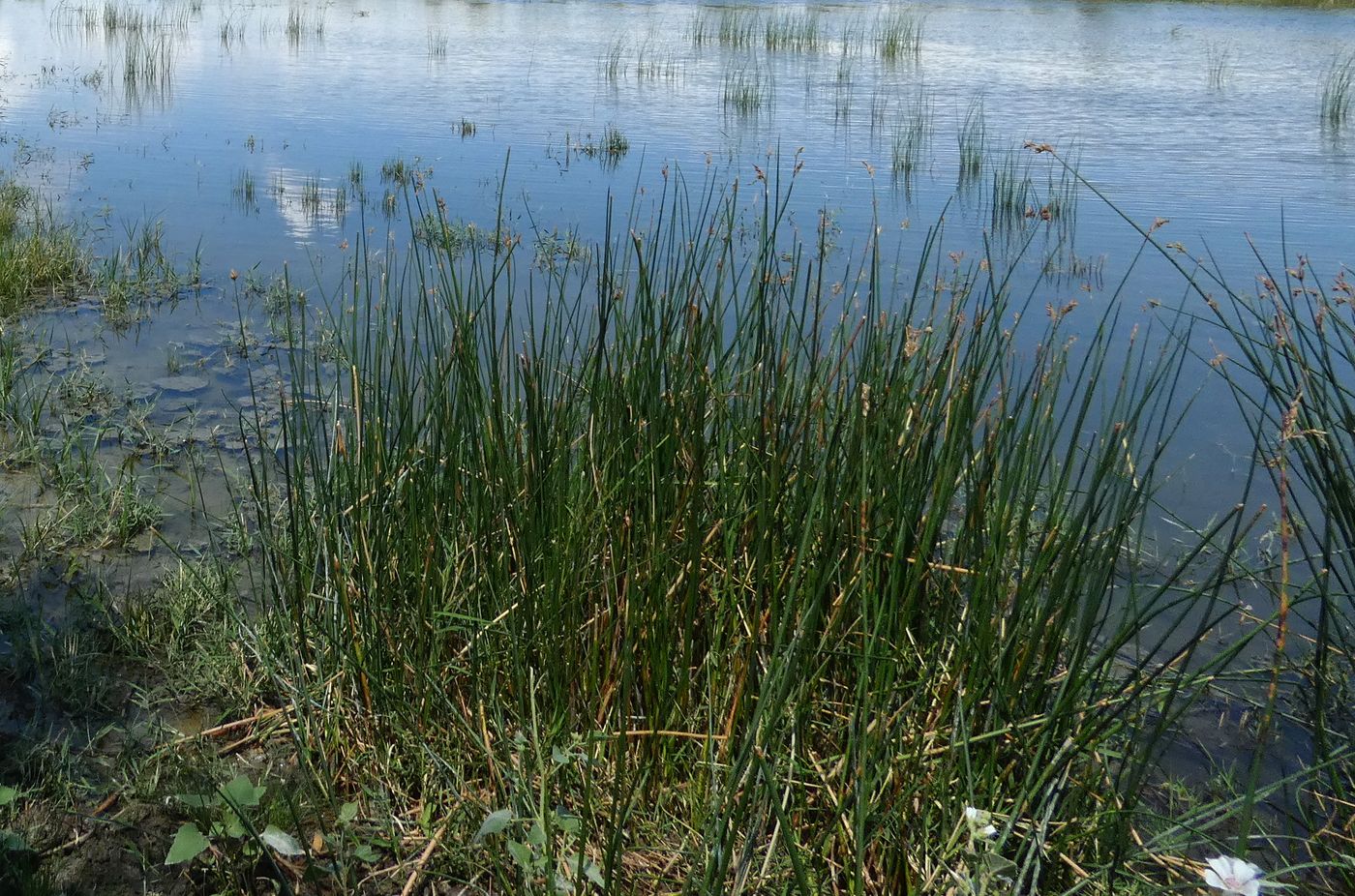 Image of Schoenoplectus lacustris specimen.