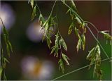 Festuca arundinacea