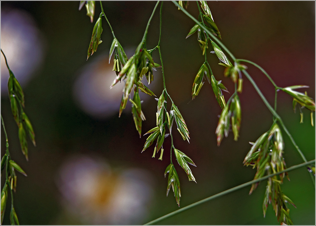 Image of Festuca arundinacea specimen.