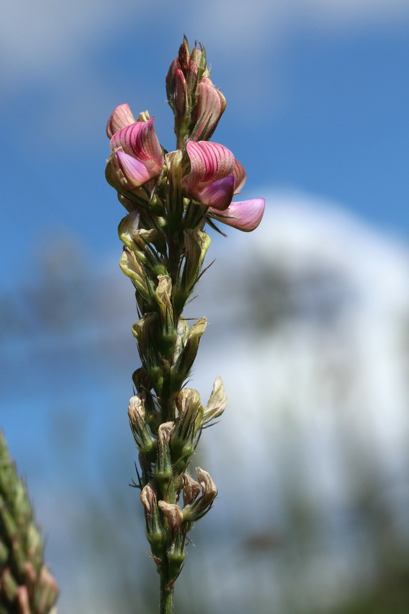 Изображение особи Onobrychis arenaria.