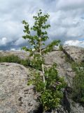 Betula pendula