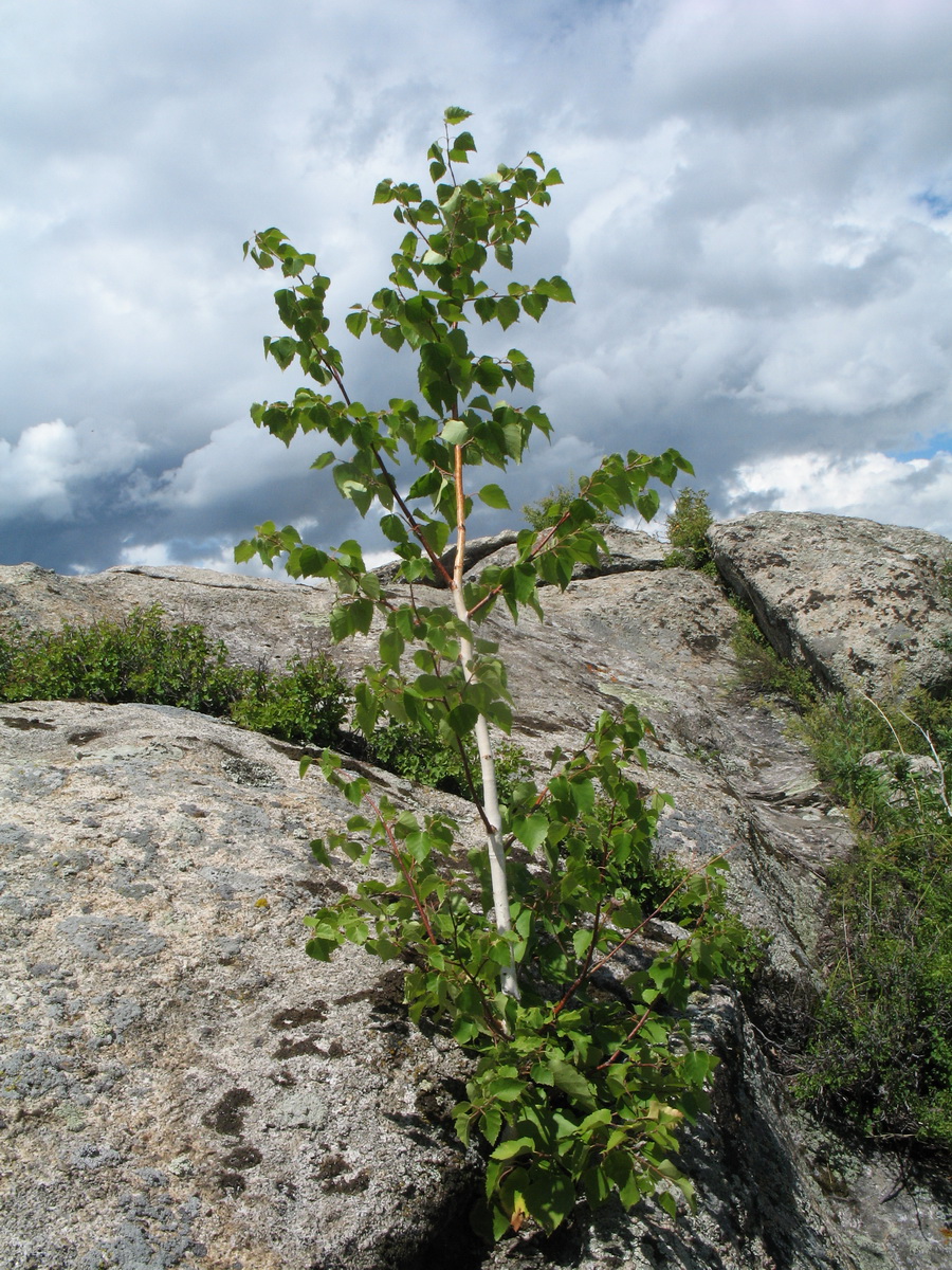 Изображение особи Betula pendula.