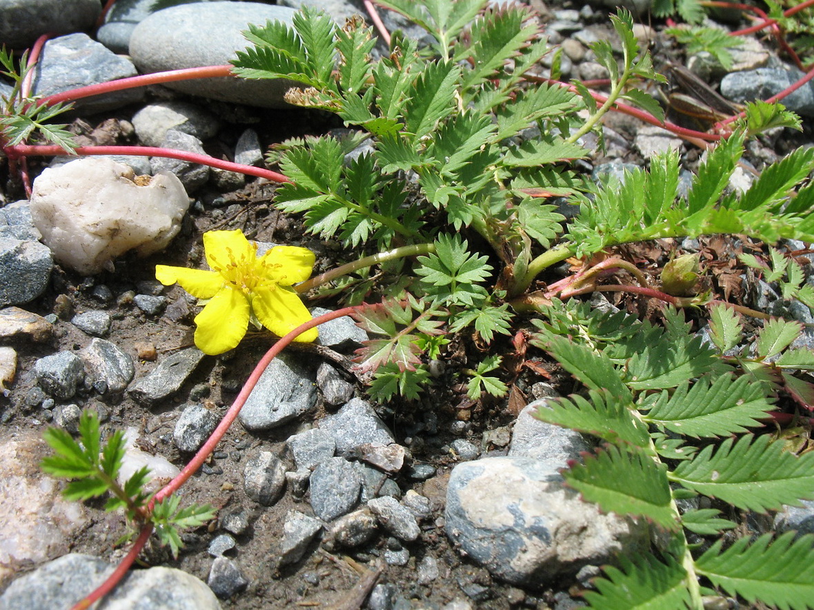 Image of Potentilla anserina specimen.