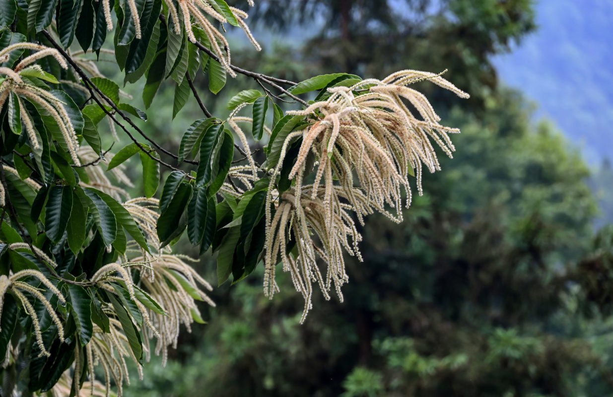 Image of Castanea mollissima specimen.