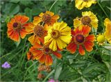 Helenium autumnale. Соцветия. Московская обл., Раменский р-н, окр. дер. Хрипань, садовый участок. 23.08.2024.