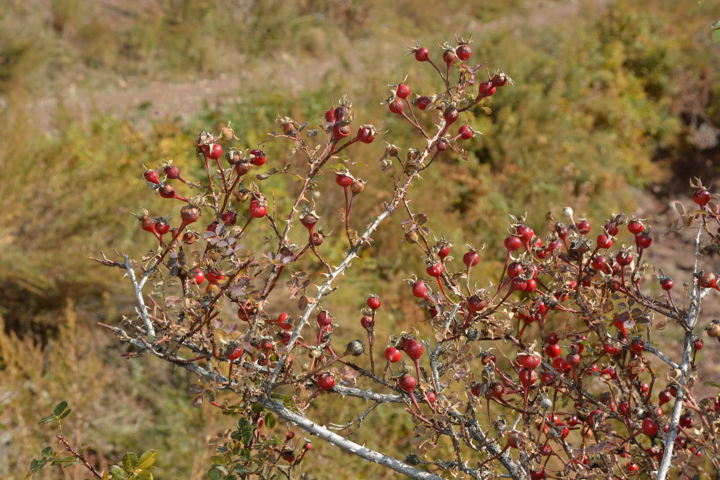 Image of Rosa platyacantha specimen.