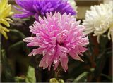 Chrysanthemum indicum