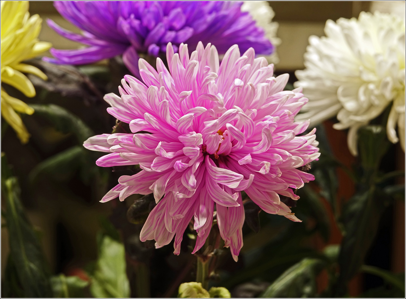 Image of Chrysanthemum indicum specimen.