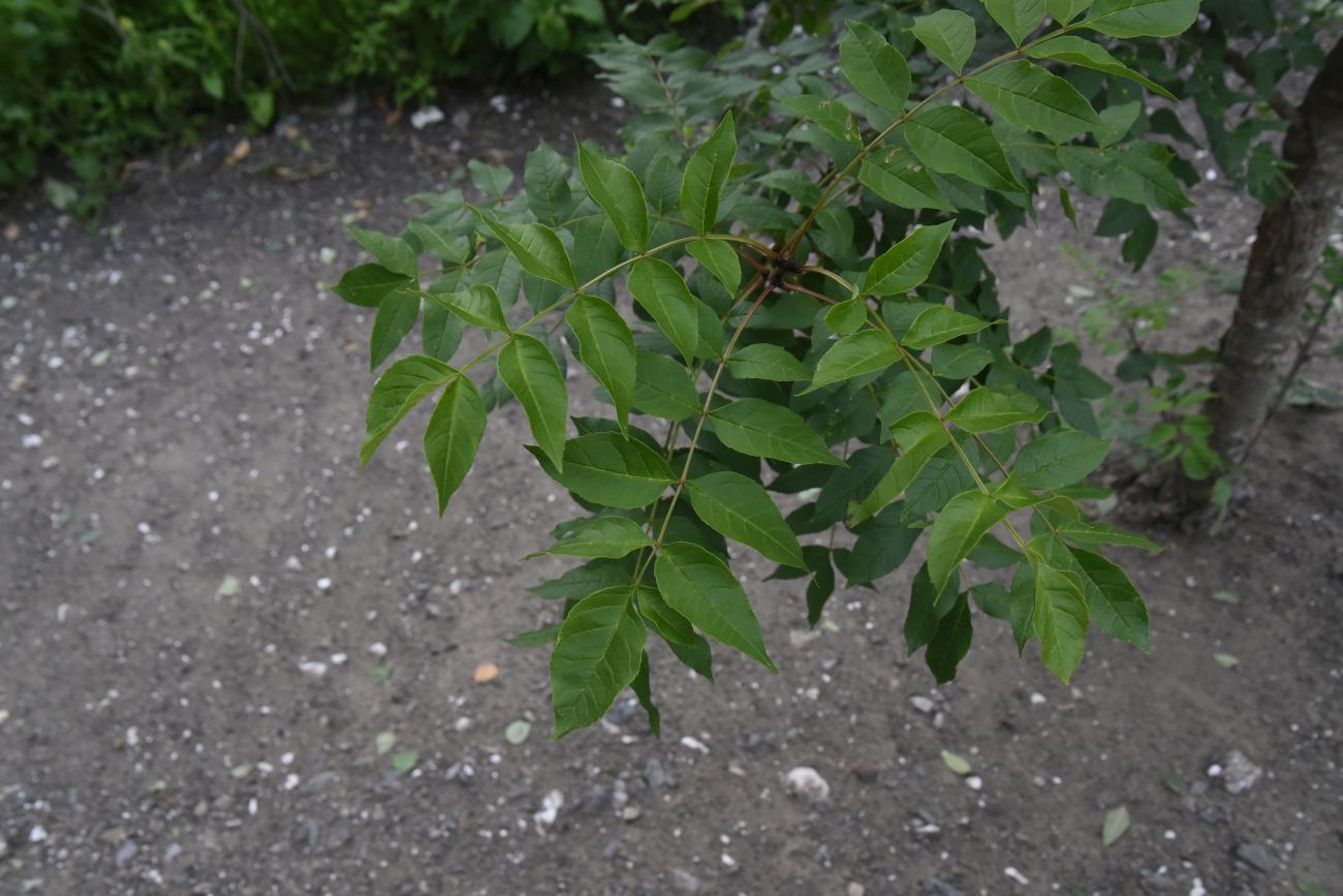 Image of genus Fraxinus specimen.