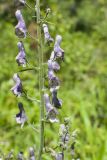 Aconitum septentrionale