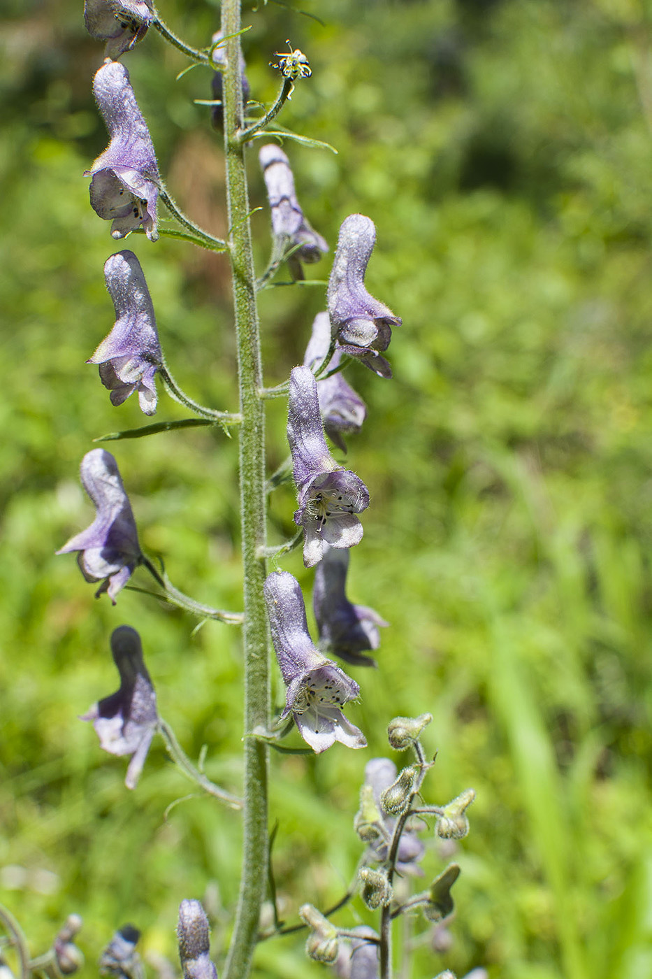 Image of Aconitum septentrionale specimen.