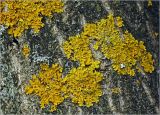 Xanthoria parietina. Талломы с апотециями на стволе Juglans mandshurica. Московская обл., Раменский р-н, окр. дер. Хрипань, садовый участок. 02.05.2024.