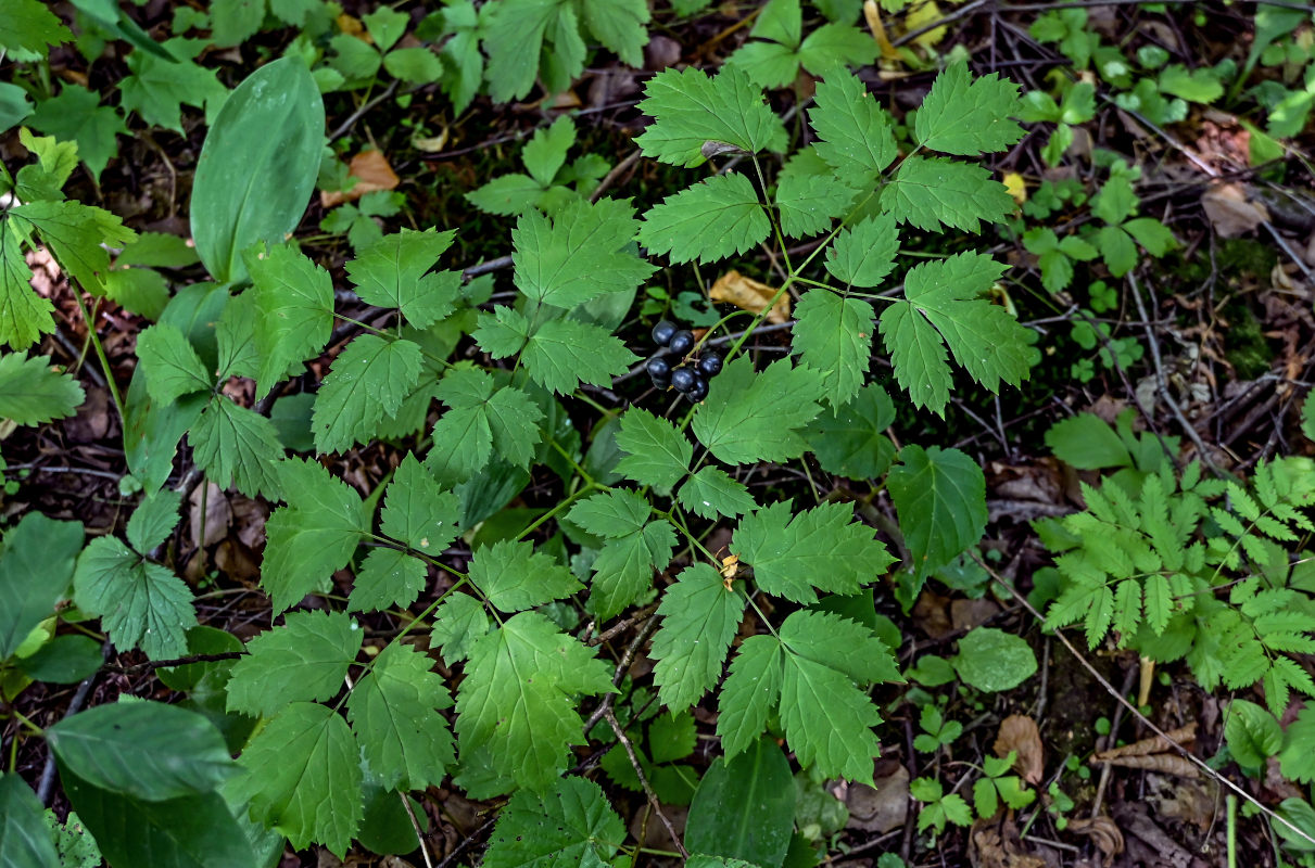 Image of Actaea spicata specimen.