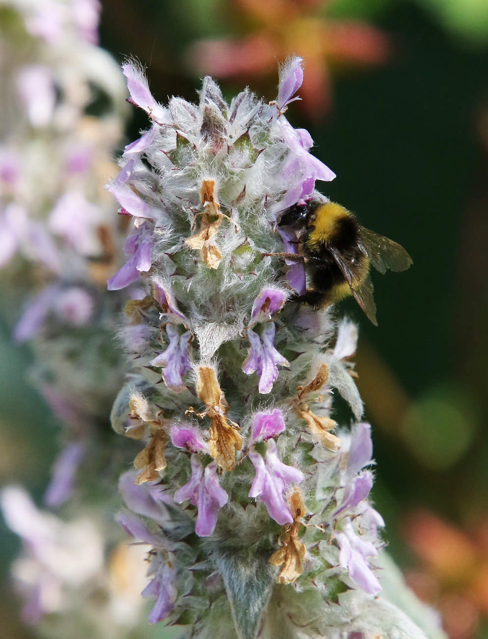 Изображение особи Stachys cretica.