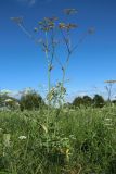 Heracleum sibiricum