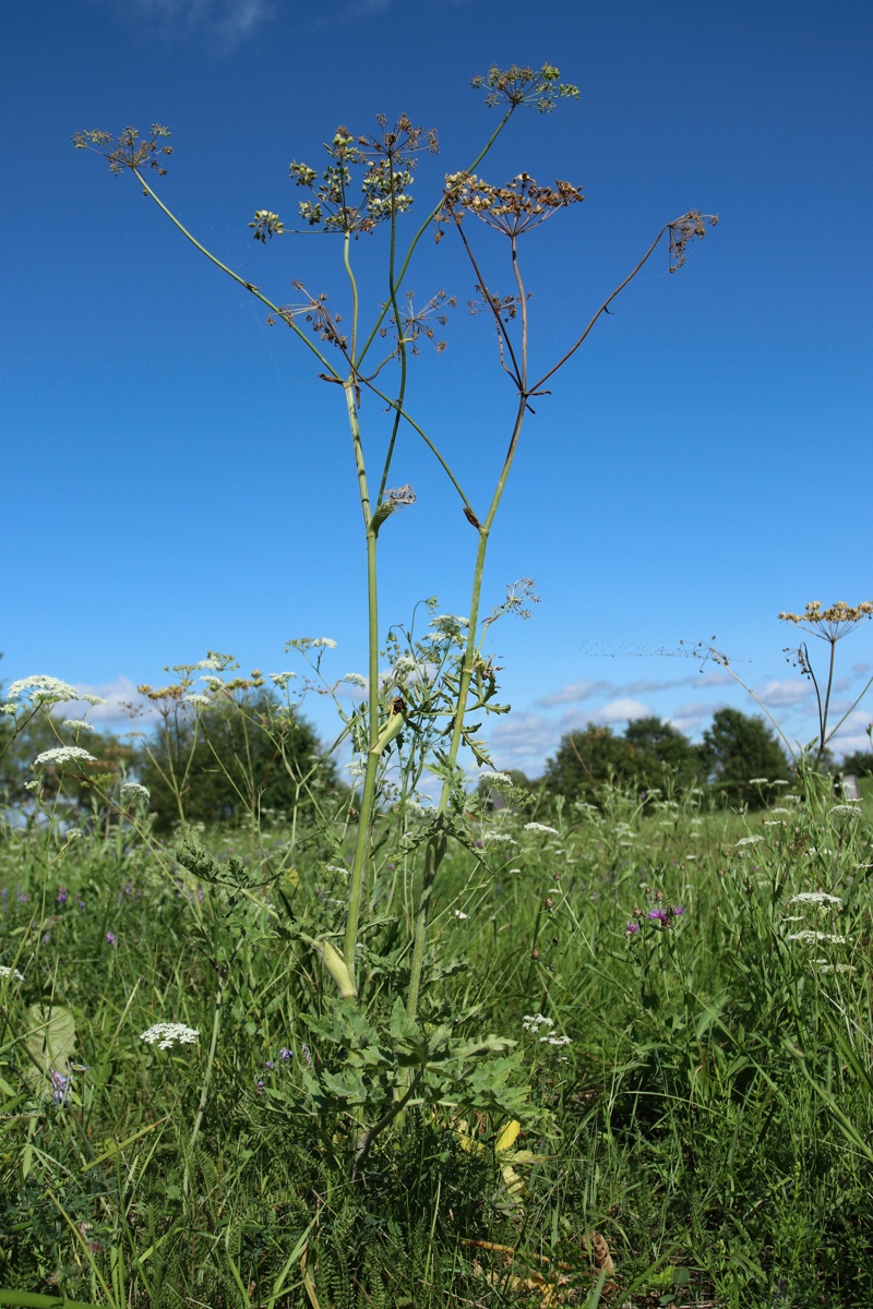 Image of Heracleum sibiricum specimen.